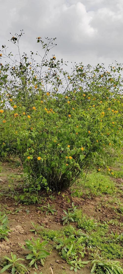 棣棠花的价值，棣棠花的功效与作用及禁忌-第4张图片-优品飞百科