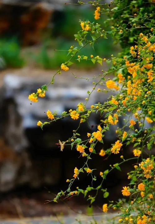 棣棠花的价值，棣棠花的功效与作用及禁忌-第5张图片-优品飞百科