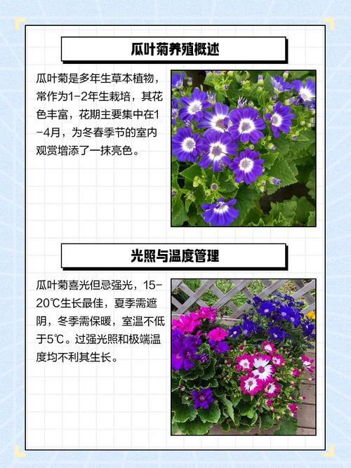 瓜叶菊的花语？瓜叶菊的花语和象征？-第1张图片-优品飞百科