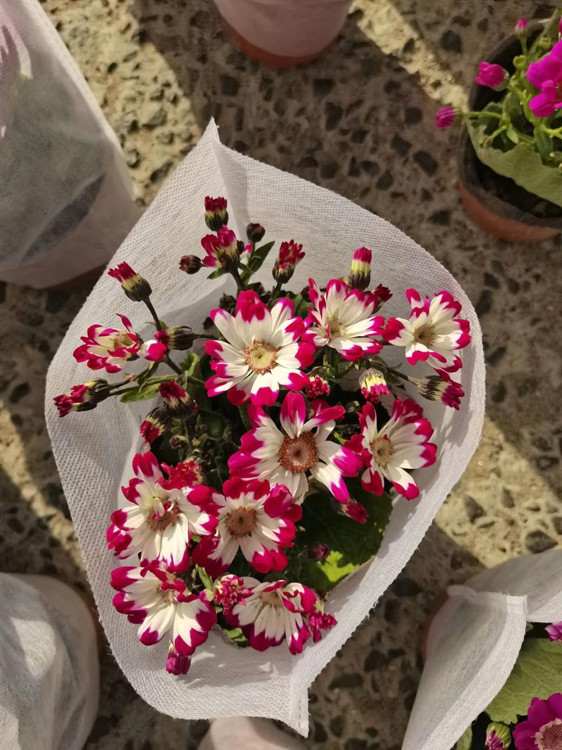 瓜叶菊的花语？瓜叶菊的花语和象征？-第2张图片-优品飞百科