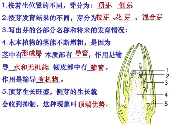植物的生殖，植物的生殖细胞？-第1张图片-优品飞百科