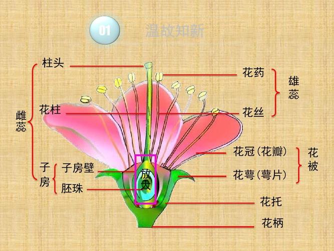 植物的生殖，植物的生殖细胞？-第4张图片-优品飞百科