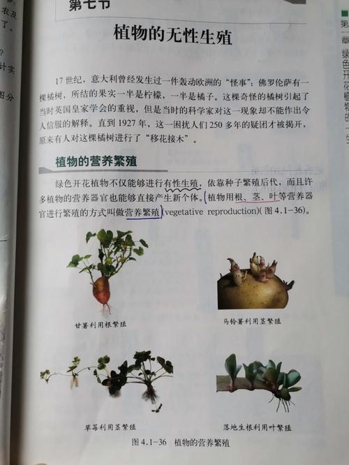 植物的生殖，植物的生殖细胞？-第5张图片-优品飞百科