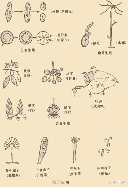 植物的生殖，植物的生殖细胞？-第6张图片-优品飞百科
