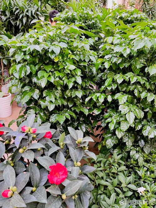 阳泉适合养什么花，市花和市树是什么？阳泉赏花的地方？-第1张图片-优品飞百科