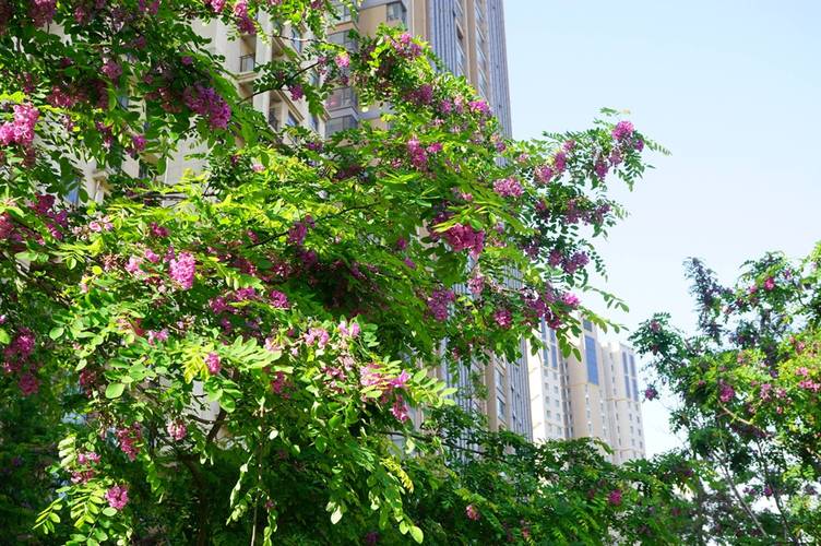 阳泉适合养什么花，市花和市树是什么？阳泉赏花的地方？-第2张图片-优品飞百科