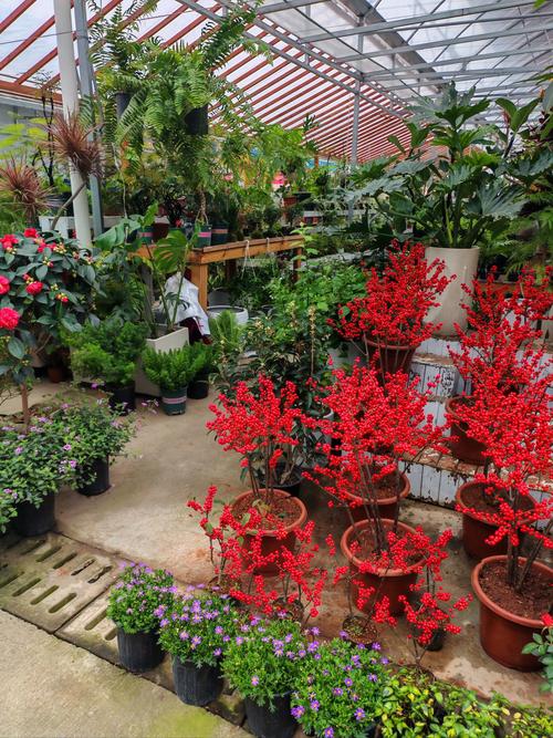 阳泉适合养什么花，市花和市树是什么？阳泉赏花的地方？-第3张图片-优品飞百科