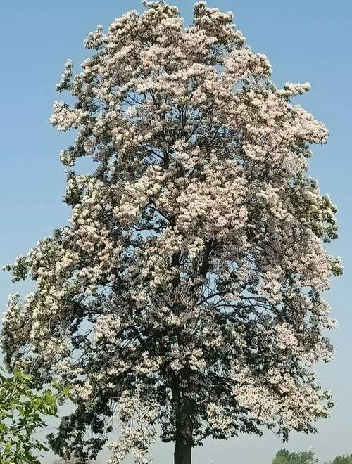 阳泉适合养什么花，市花和市树是什么？阳泉赏花的地方？-第4张图片-优品飞百科