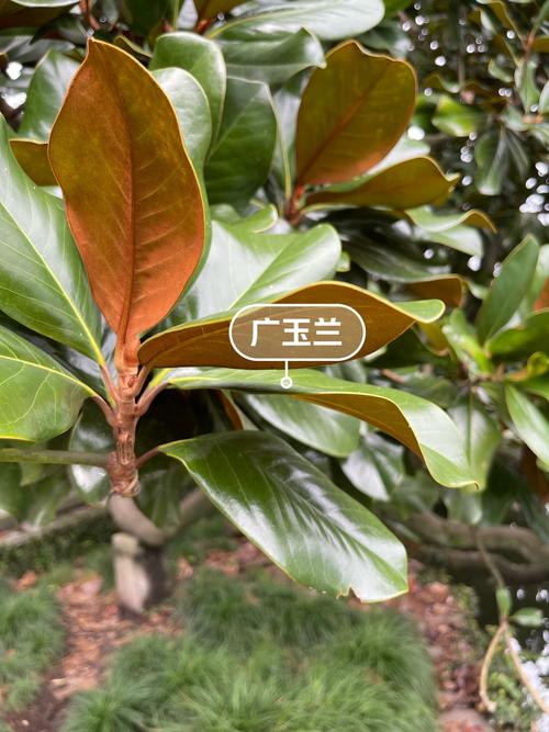 广玉兰的功效和作用，广玉兰植物百科-第1张图片-优品飞百科