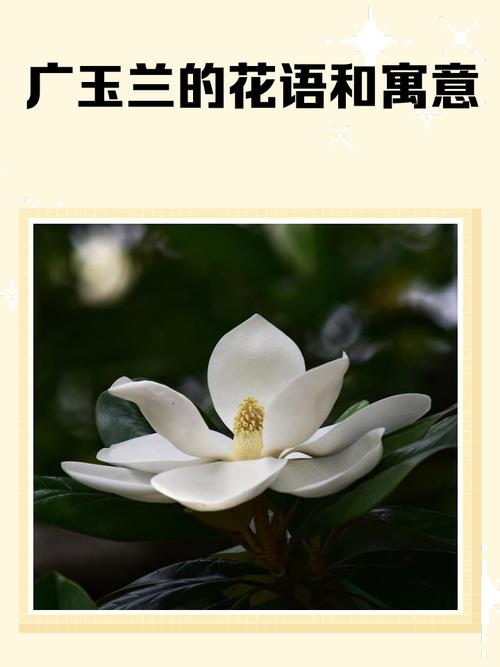 广玉兰的功效和作用，广玉兰植物百科-第2张图片-优品飞百科