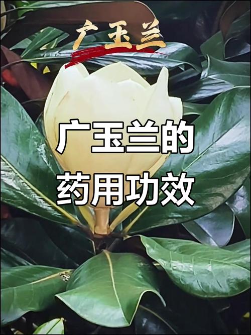 广玉兰的功效和作用，广玉兰植物百科-第3张图片-优品飞百科