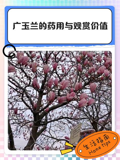 广玉兰的功效和作用，广玉兰植物百科-第4张图片-优品飞百科