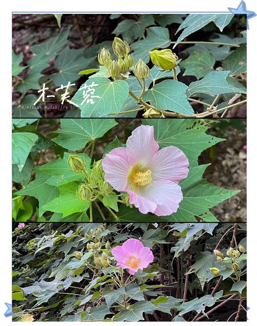 木芙蓉花的功效和作用，木芙蓉花的功效和作用及禁忌-第1张图片-优品飞百科