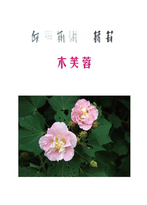 木芙蓉花的功效和作用，木芙蓉花的功效和作用及禁忌-第2张图片-优品飞百科