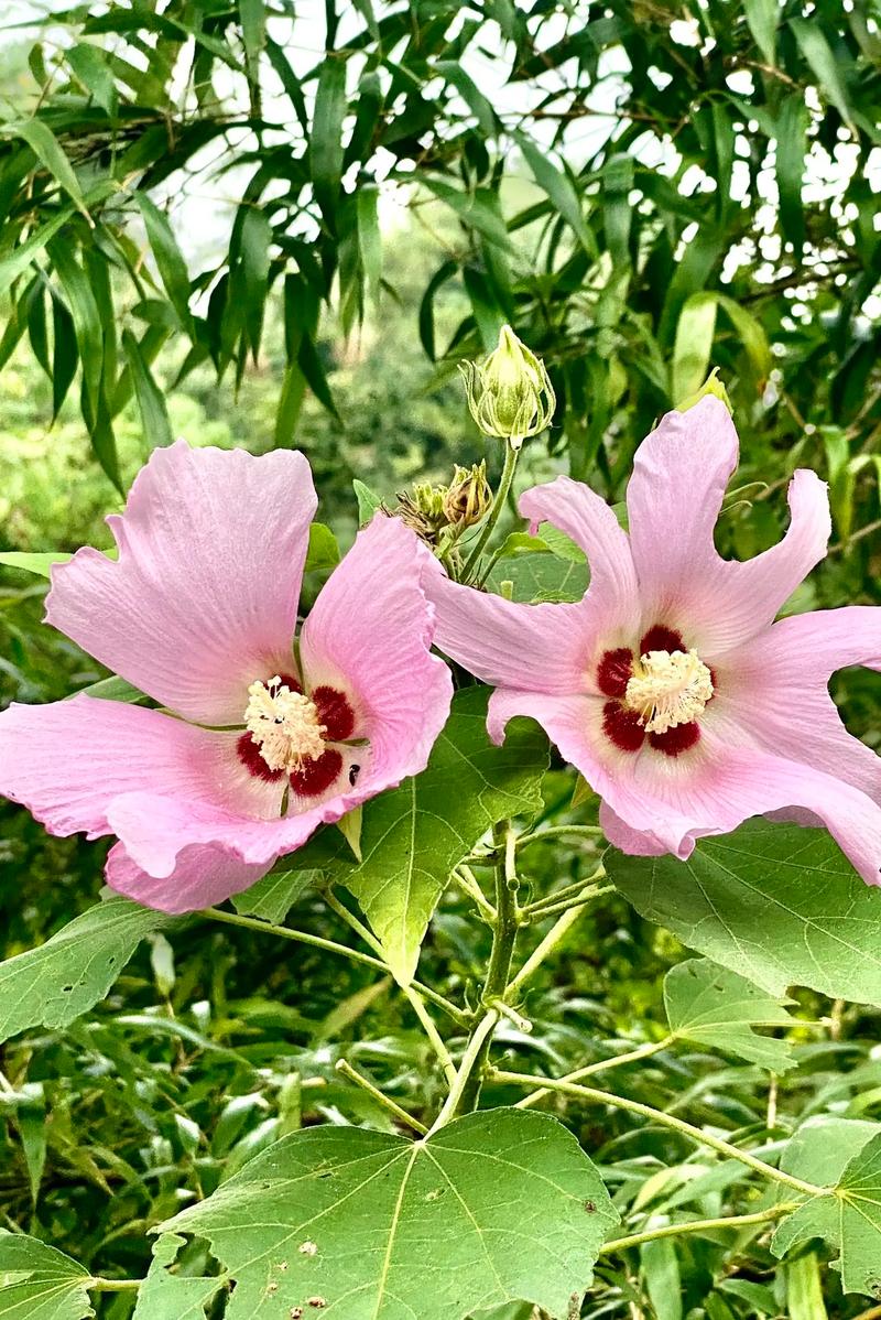 木芙蓉花的功效和作用，木芙蓉花的功效和作用及禁忌-第3张图片-优品飞百科
