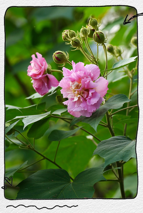 木芙蓉花的功效和作用，木芙蓉花的功效和作用及禁忌-第4张图片-优品飞百科
