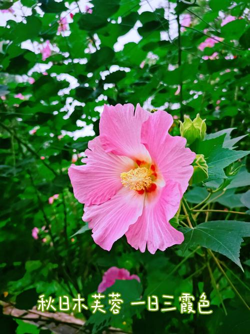 木芙蓉花的功效和作用，木芙蓉花的功效和作用及禁忌-第5张图片-优品飞百科