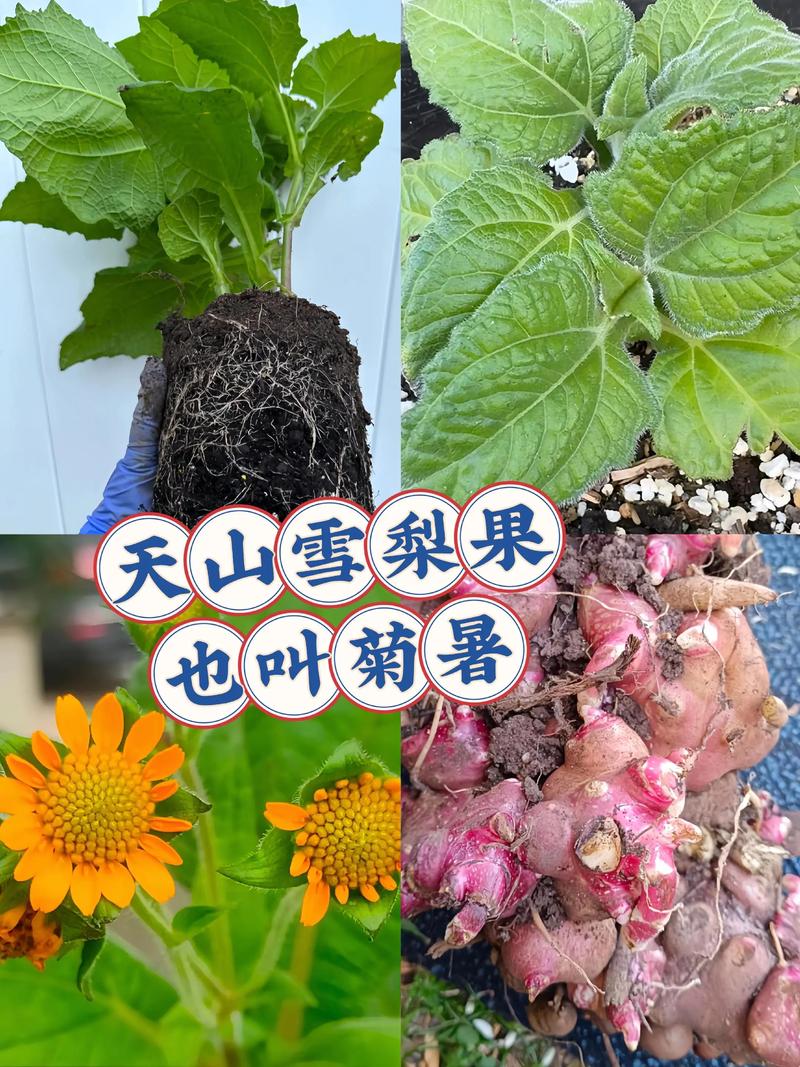 雪莲果什么时候成熟，雪莲果怎么保存，雪莲果啥时候是收获的季节-第1张图片-优品飞百科