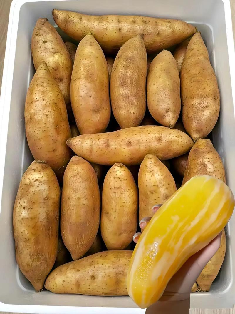 雪莲果什么时候成熟，雪莲果怎么保存，雪莲果啥时候是收获的季节-第2张图片-优品飞百科