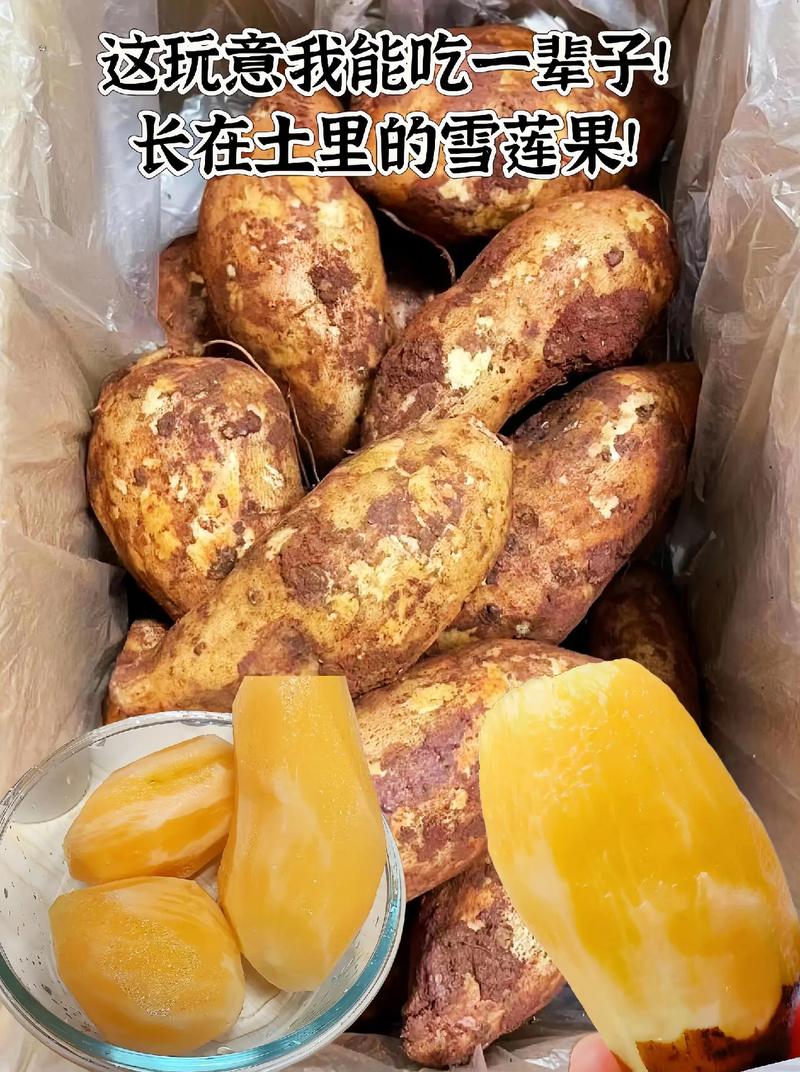 雪莲果什么时候成熟，雪莲果怎么保存，雪莲果啥时候是收获的季节-第4张图片-优品飞百科