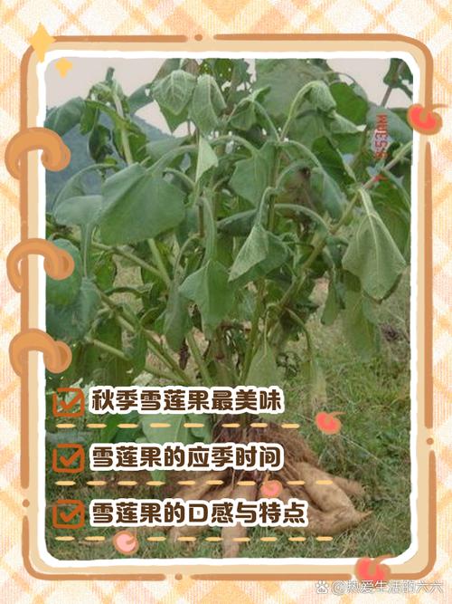 雪莲果什么时候成熟，雪莲果怎么保存，雪莲果啥时候是收获的季节-第5张图片-优品飞百科