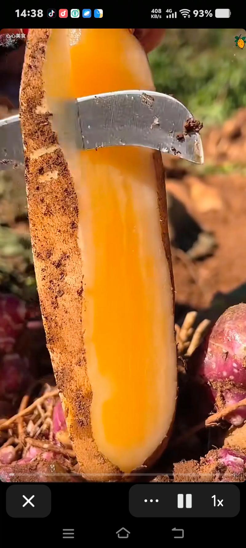 雪莲果什么时候成熟，雪莲果怎么保存，雪莲果啥时候是收获的季节-第7张图片-优品飞百科