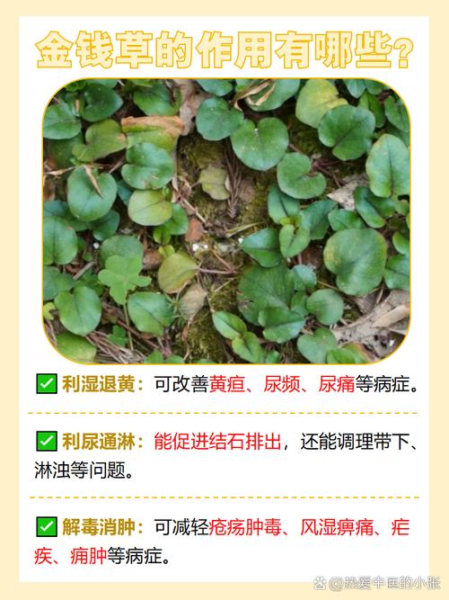 金钱草的介绍，金钱草可以吃吗，金钱草食用？-第1张图片-优品飞百科