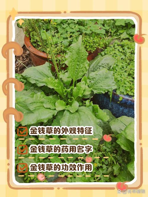 金钱草的介绍，金钱草可以吃吗，金钱草食用？-第2张图片-优品飞百科