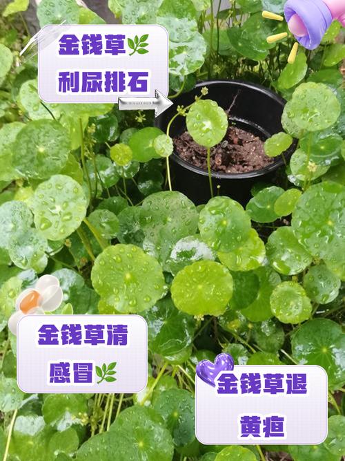 金钱草的介绍，金钱草可以吃吗，金钱草食用？-第3张图片-优品飞百科
