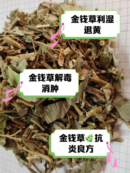 金钱草的介绍，金钱草可以吃吗，金钱草食用？-第4张图片-优品飞百科