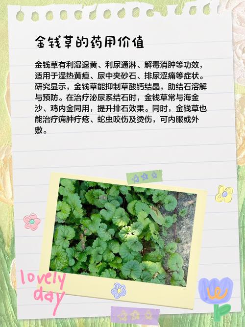 金钱草的介绍，金钱草可以吃吗，金钱草食用？-第5张图片-优品飞百科