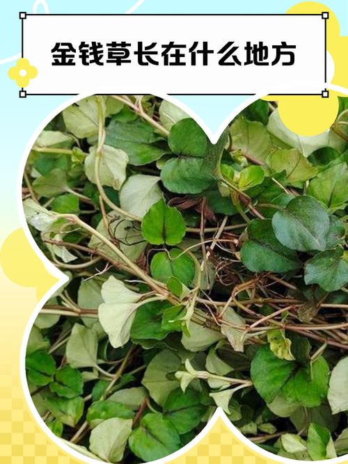 金钱草的介绍，金钱草可以吃吗，金钱草食用？-第6张图片-优品飞百科