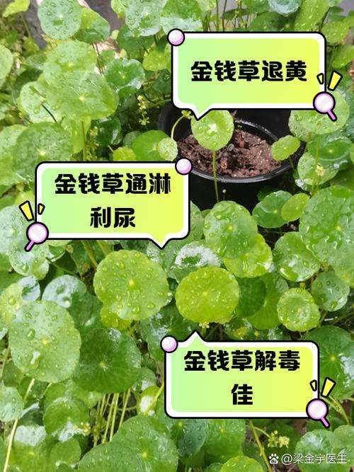 金钱草的介绍，金钱草可以吃吗，金钱草食用？-第7张图片-优品飞百科