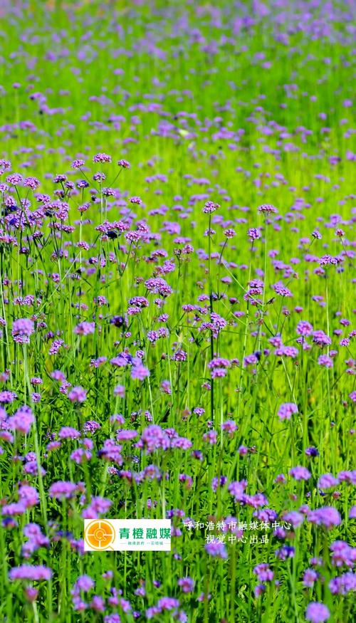 鄂尔多斯适合养什么花,市花和市树是什么,360借条平台是合法的吗-第2张图片-优品飞百科 鄂尔多斯适合养什么花,市花和市树是什么,360借条平台是合法的吗-第2张图片-优品飞百科