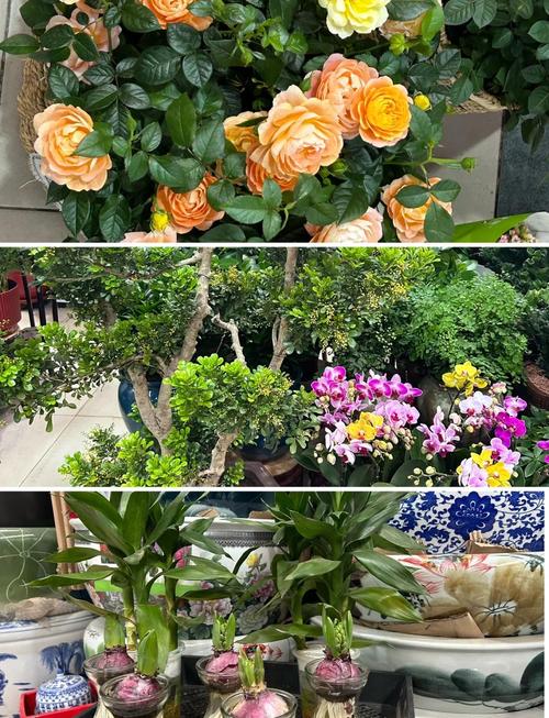 鄂尔多斯适合养什么花,市花和市树是什么,360借条平台是合法的吗-第3张图片-优品飞百科 鄂尔多斯适合养什么花,市花和市树是什么,360借条平台是合法的吗-第3张图片-优品飞百科