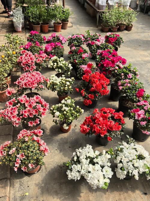 鄂尔多斯适合养什么花,市花和市树是什么,360借条平台是合法的吗-第5张图片-优品飞百科 鄂尔多斯适合养什么花,市花和市树是什么,360借条平台是合法的吗-第5张图片-优品飞百科