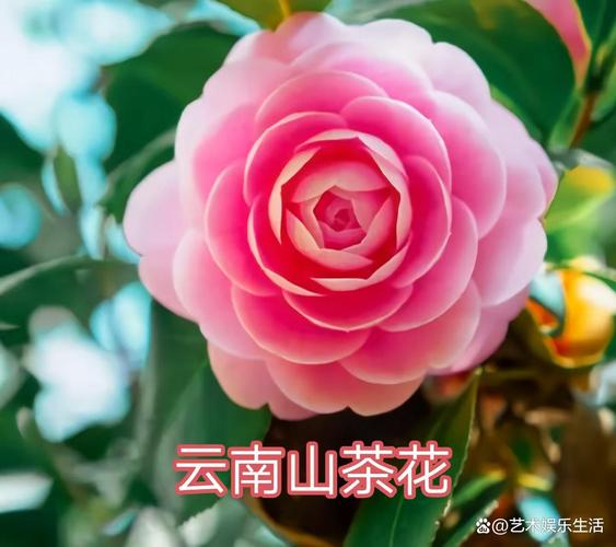 黄石适合养什么花，市花和市树是什么，湖北黄石适合种什么果树