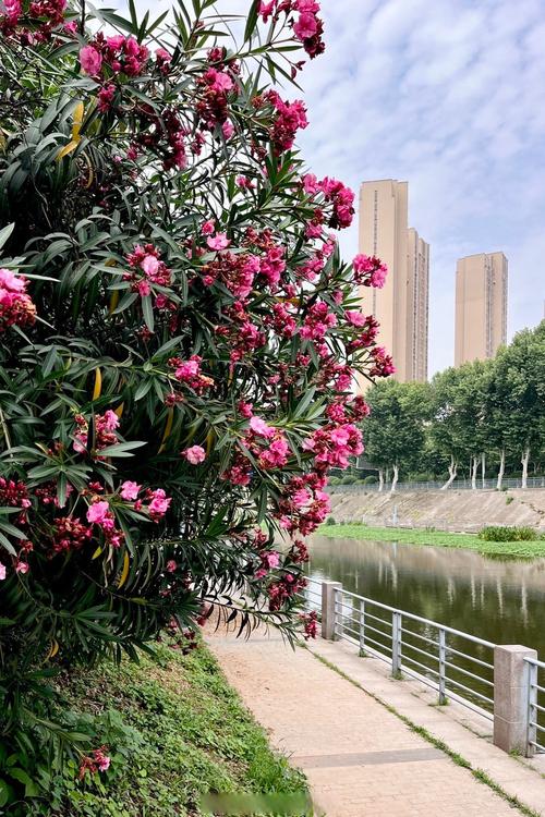 黄石适合养什么花，市花和市树是什么，湖北黄石适合种什么果树-第2张图片-优品飞百科