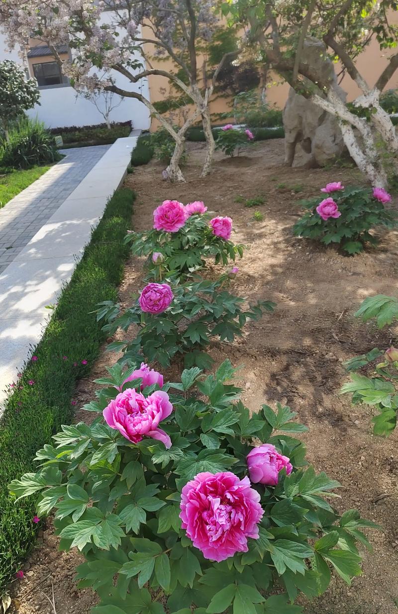 黄石适合养什么花，市花和市树是什么，湖北黄石适合种什么果树-第4张图片-优品飞百科