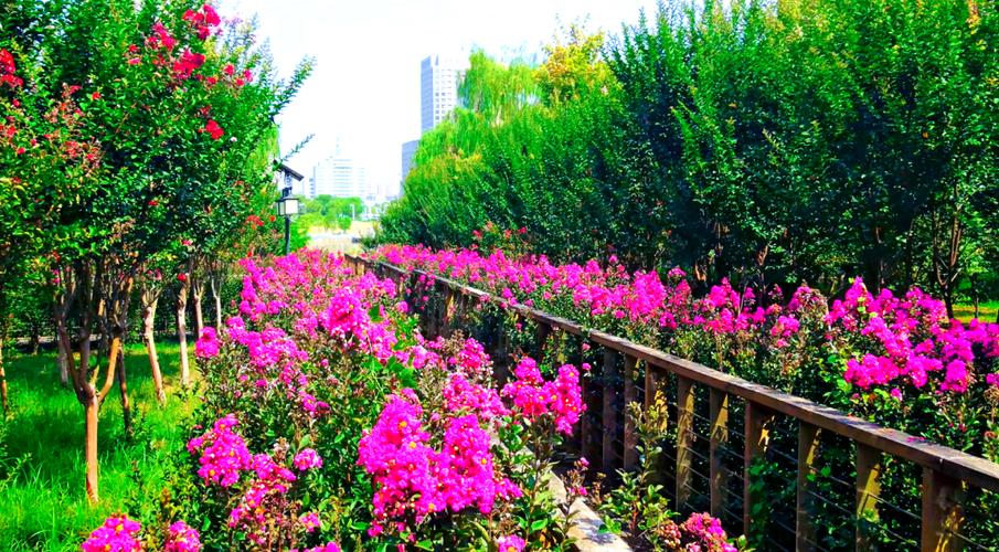 黄石适合养什么花，市花和市树是什么，湖北黄石适合种什么果树-第5张图片-优品飞百科