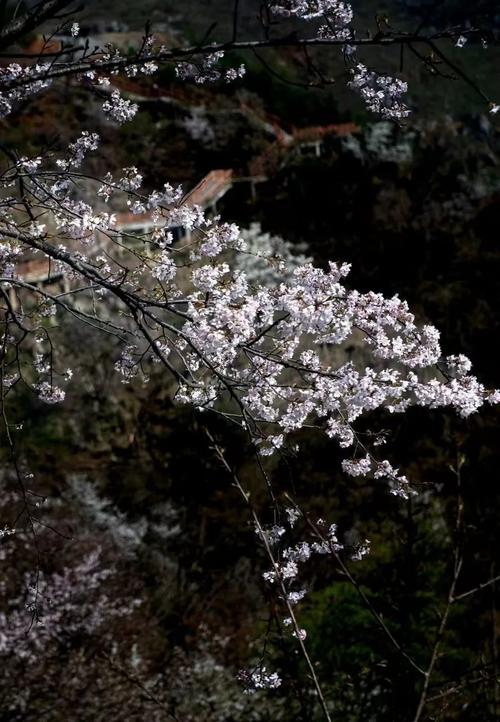 黄石适合养什么花，市花和市树是什么，湖北黄石适合种什么果树-第7张图片-优品飞百科