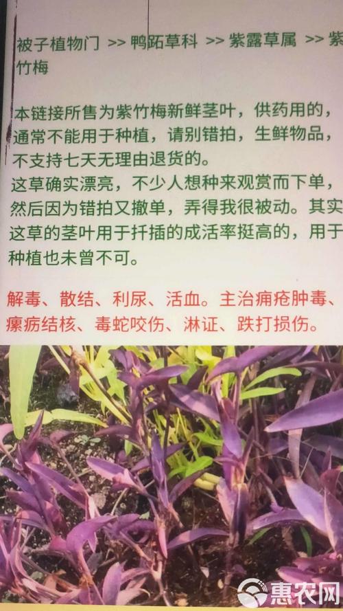 鸭拓草有毒吗，鸭拓草禁忌-第2张图片-优品飞百科