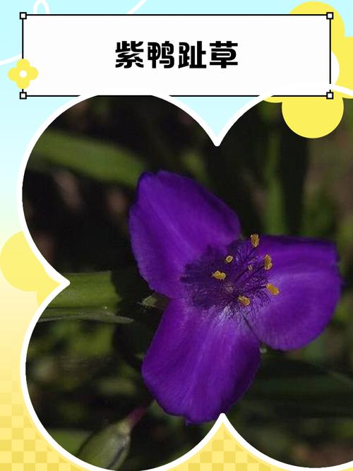 鸭拓草有毒吗，鸭拓草禁忌-第3张图片-优品飞百科