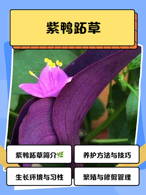 鸭拓草有毒吗，鸭拓草禁忌-第4张图片-优品飞百科