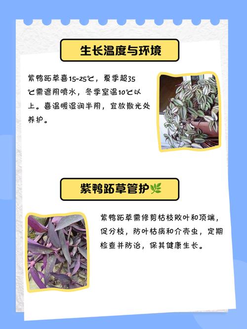 鸭拓草有毒吗，鸭拓草禁忌-第6张图片-优品飞百科