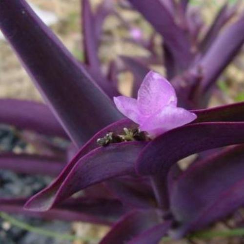 鸭拓草有毒吗，鸭拓草禁忌-第7张图片-优品飞百科