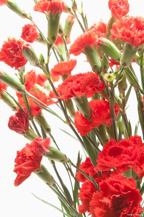 红色的康乃馨代表什么意思，红色康乃馨代表什么意思能送老师吗-第7张图片-优品飞百科