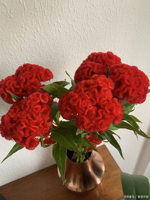 红色的康乃馨代表什么意思，红色康乃馨代表什么意思能送老师吗-第8张图片-优品飞百科