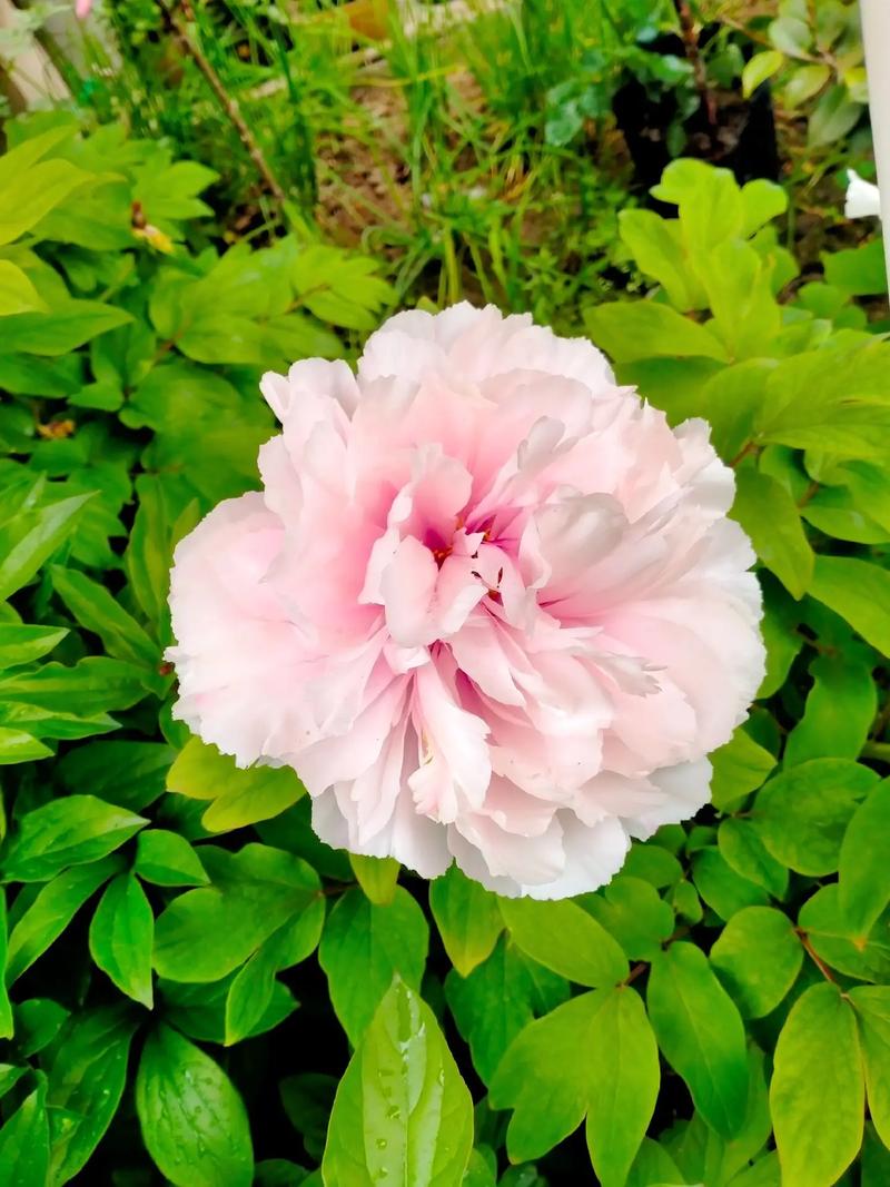 关于御衣黄的主要价值的信息-第1张图片-优品飞百科