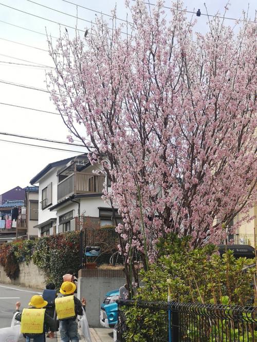 关于御衣黄的主要价值的信息-第2张图片-优品飞百科